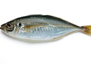 巴浪魚、沙丁魚怎么挑選新鮮的