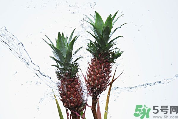 菠蘿和螃蟹能一起吃嗎？菠蘿能與螃蟹同吃嗎？