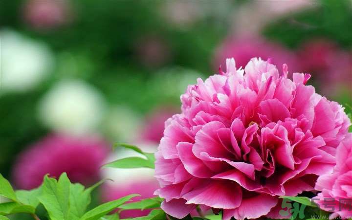 懷孕了能養(yǎng)花嗎？養(yǎng)什么花對胎兒好？