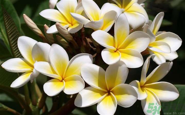 懷孕了能養(yǎng)花嗎？養(yǎng)什么花對胎兒好？