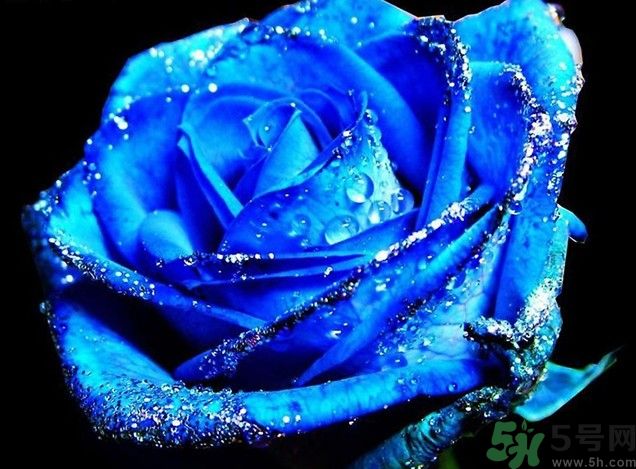 懷孕了能養(yǎng)花嗎？養(yǎng)什么花對胎兒好？