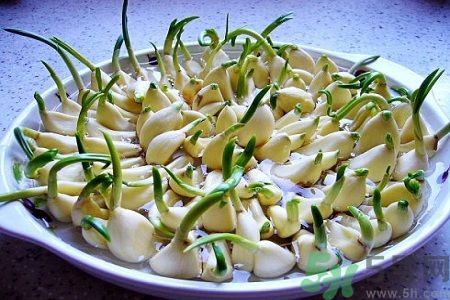 吃大蒜能降血壓?jiǎn)?？大蒜發(fā)芽了還能吃嗎？