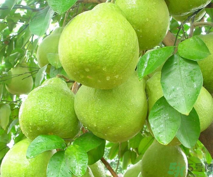春季吃什么養(yǎng)生？春季怎樣養(yǎng)生？