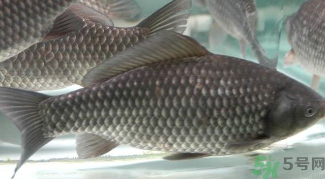 吃魚真的能變聰明嗎？喝魚湯有什么好處？