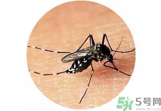 黃熱病是什么？黃熱病是什么癥狀？