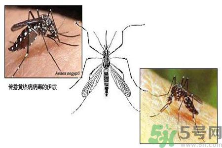 黃熱病可以吃水果嗎？怎么預(yù)防黃熱病癥狀？