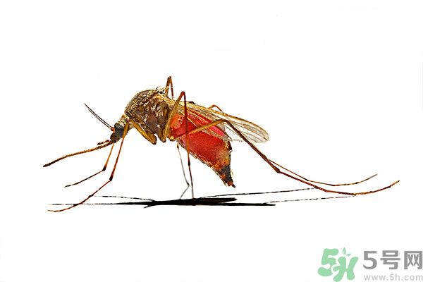打黃熱病疫苗注意事項(xiàng)？防蚊蟲(chóng)叮咬的最好方法