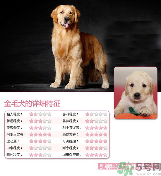 熱門寵物排名你知道嗎？寵物明星有哪些？