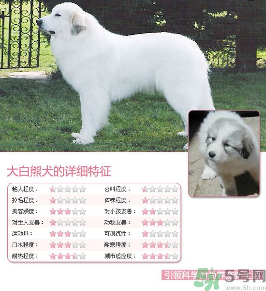 熱門寵物排名你知道嗎？寵物明星有哪些？
