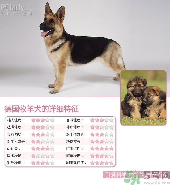 熱門寵物排名你知道嗎？寵物明星有哪些？