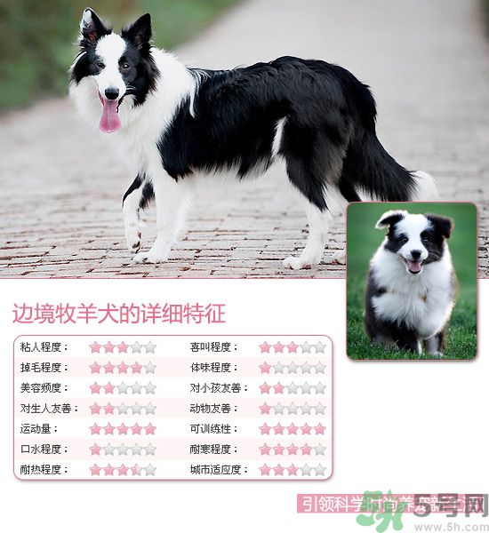 熱門寵物排名你知道嗎？寵物明星有哪些？