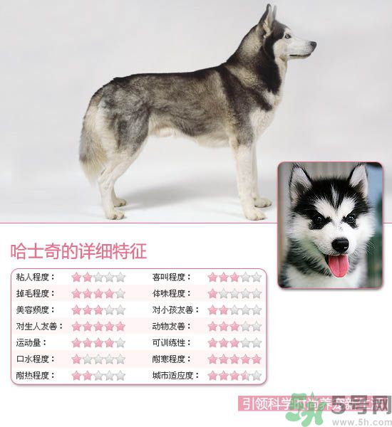 熱門寵物排名你知道嗎？寵物明星有哪些？