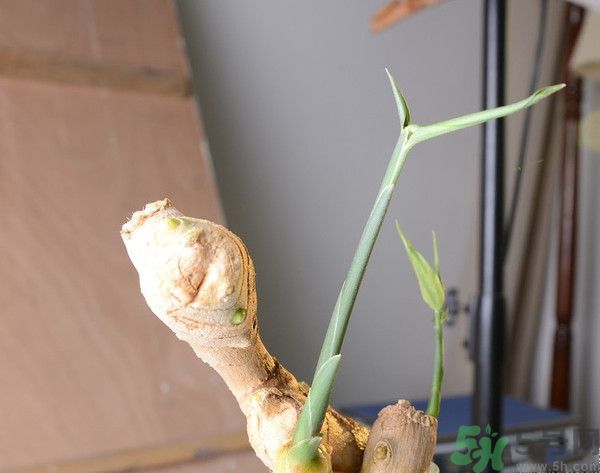 生姜發(fā)芽了能吃嗎？生姜發(fā)綠了能吃嗎？