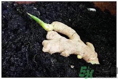 生姜發(fā)芽了能吃嗎？生姜發(fā)綠了能吃嗎？