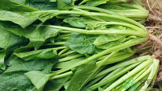吃菠菜能補(bǔ)鐵嗎？吃蔬菜鐵效果好嗎？