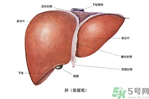 得了脂肪肝該怎么治？脂肪肝對人體危害有多大？
