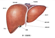 得了脂肪肝該怎么治？脂肪肝對(duì)人體危害有多大？