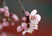 春分時養(yǎng)生要注意什么？春分要預(yù)防哪些疾??？