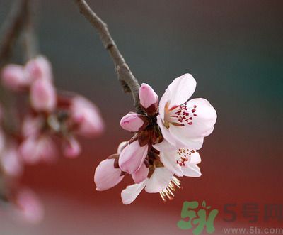 春分時(shí)養(yǎng)生要注意什么？春分要預(yù)防哪些疾??？