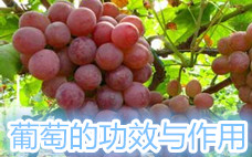 葡萄籽什么時(shí)候吃最好 葡萄籽一天吃幾粒