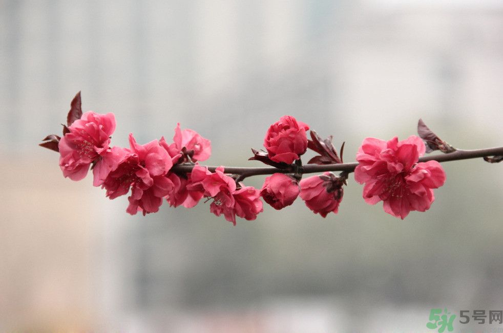 什么花可以凈化空氣？什么花可以減肥？