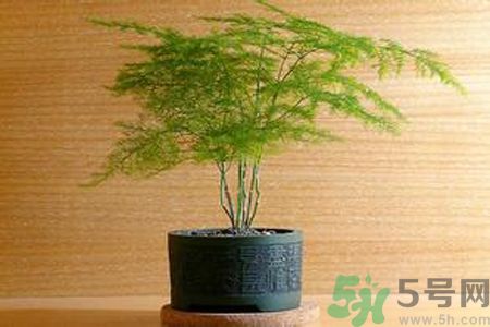 什么花可以凈化空氣？什么花可以減肥？