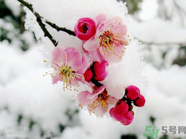 清明節(jié)有哪些習(xí)俗？清明節(jié)習(xí)俗的來源？