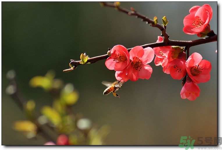 清明節(jié)有哪些習(xí)俗？清明節(jié)習(xí)俗的來源？