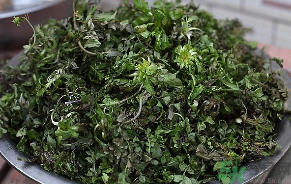 薺菜為什么是苦的？薺菜味道苦嗎？