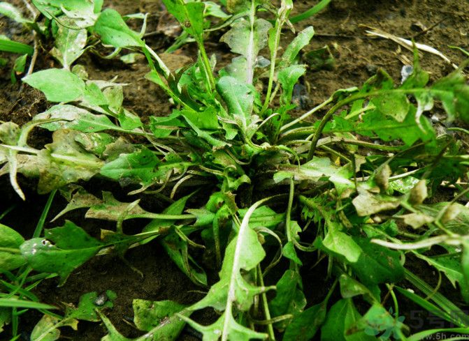 薺菜如何能保存時(shí)間長？剛挖回來的薺菜怎么保存？