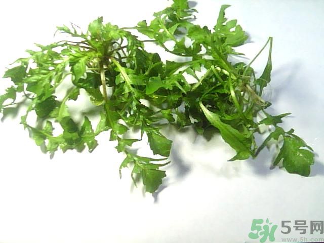 薺菜可以泡水喝嗎？薺菜泡水喝有什么好處？