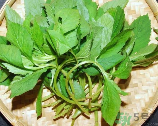 薺菜可以泡水喝嗎？薺菜泡水喝有什么好處？