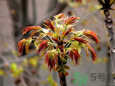 香椿好吃嗎？香椿可以做菜嗎？