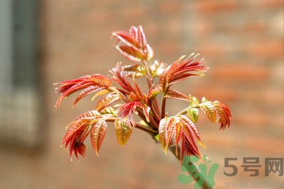 香椿好吃嗎？香椿可以做菜嗎？