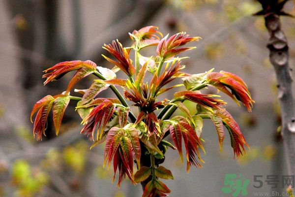 香椿好吃嗎？香椿可以做菜嗎？