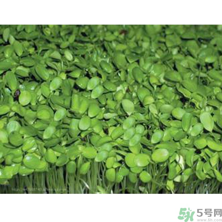 吃香椿要焯水嗎？吃香椿焯水還有營(yíng)養(yǎng)價(jià)值嗎？