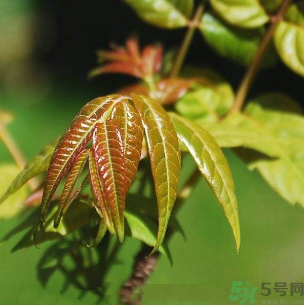 吃香椿要焯水嗎？吃香椿焯水還有營(yíng)養(yǎng)價(jià)值嗎？