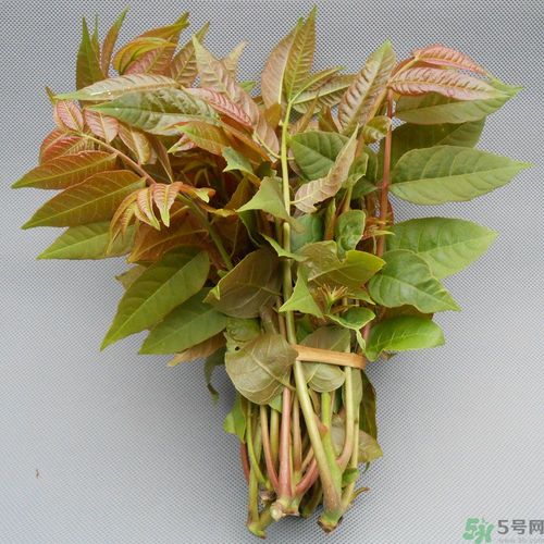 吃香椿要焯水嗎？吃香椿焯水還有營(yíng)養(yǎng)價(jià)值嗎？
