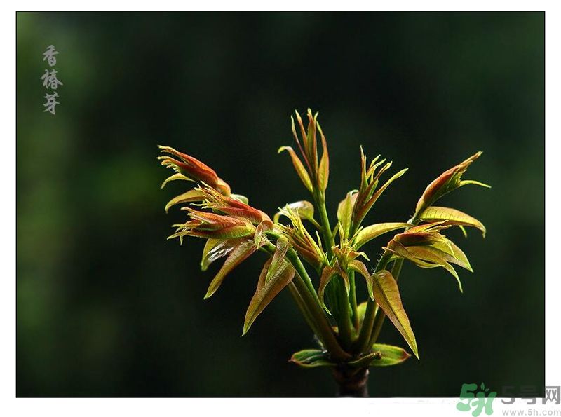 吃香椿有什么好處？香椿可以預(yù)防疾病嗎？