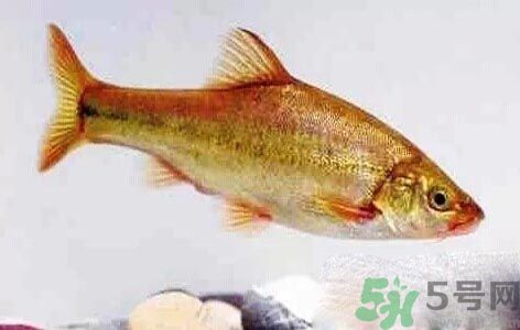 怎么挑選魚？挑魚的技巧有哪些？