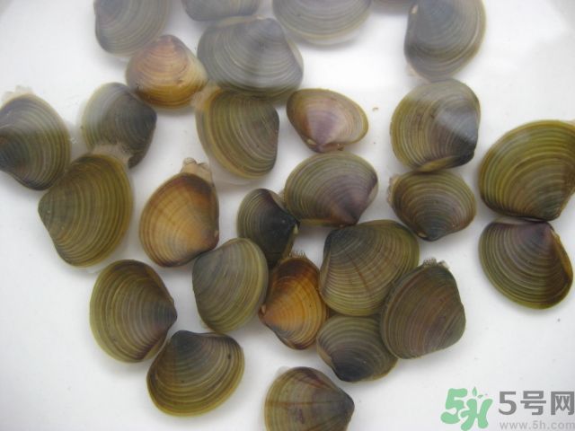 河蚌要怎么清洗才干凈？河蚌的清洗方法？