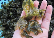 地皮菜孕婦能吃嗎？地皮菜孕婦吃好嗎？