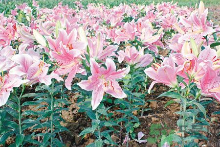 百合花可以吃嗎？百合花吃哪種？