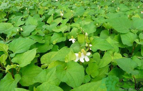 魚(yú)腥草孕婦可以吃嗎？魚(yú)腥草懷孕的人能吃嗎？