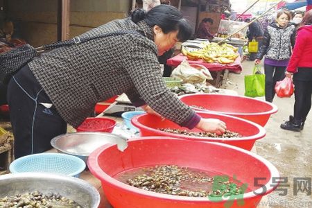 怎么挑選螺螄？螺螄怎么清洗？
