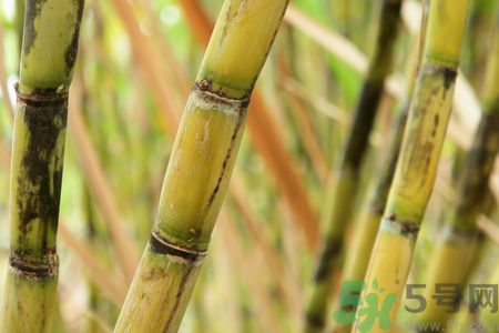 清明節(jié)可以吃甘蔗嗎？清明節(jié)不能吃哪些食物？