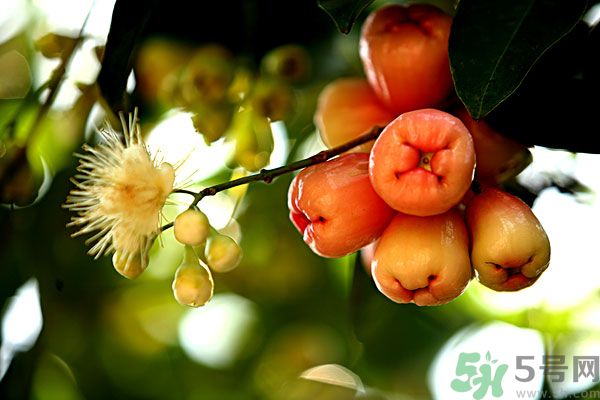 蓮霧月經(jīng)期間能吃嗎？來月經(jīng)能不能吃蓮霧？