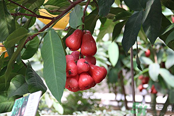 蓮霧月經(jīng)期間能吃嗎？來月經(jīng)能不能吃蓮霧？