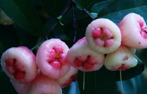 蓮霧皮能吃嗎？蓮霧要不要削皮？