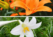 百合花可以吃嗎？百合花吃哪種？